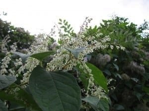 Japanese Knotweed
