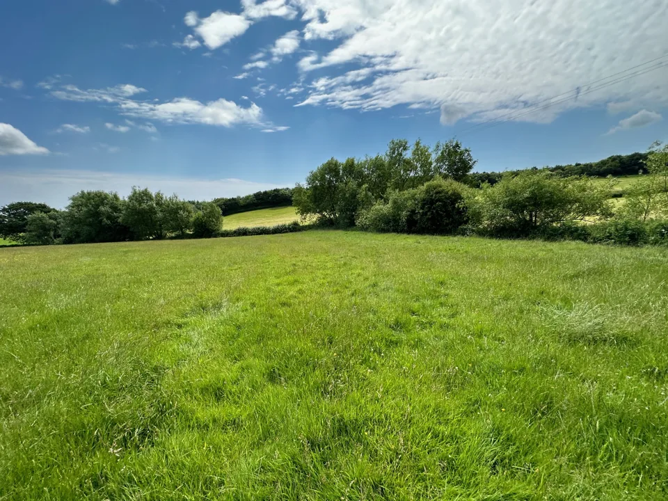 A green meadow bordered by hedgerows and mature trees.